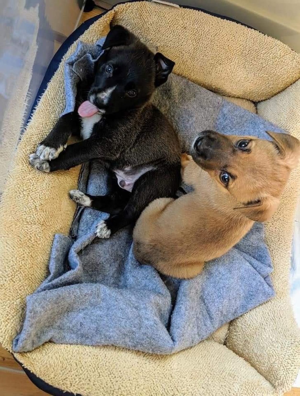 Adopt a Pet | Tahoe & Kodiak